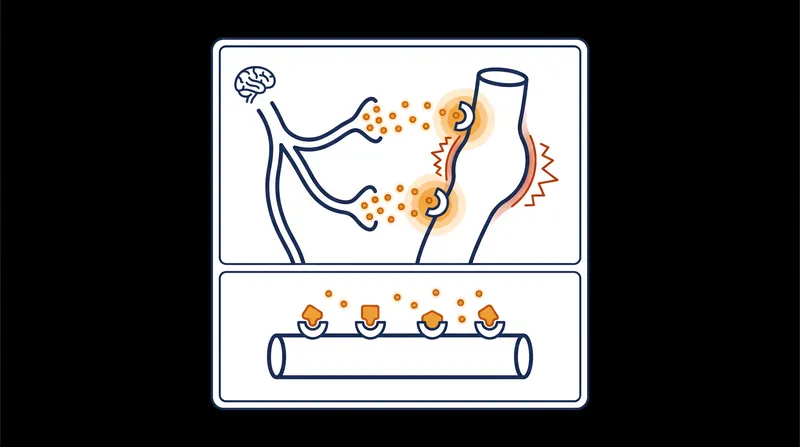 During a migraine, the trigeminal nerve releases CGRP, which binds to receptors and triggers inflammation.