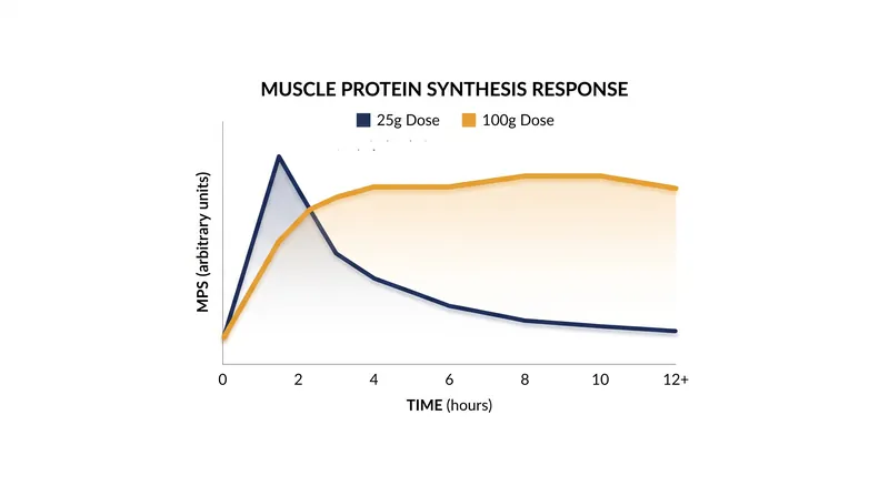Larger protein doses slow digestion, extending the anabolic window rather than wasting the excess.