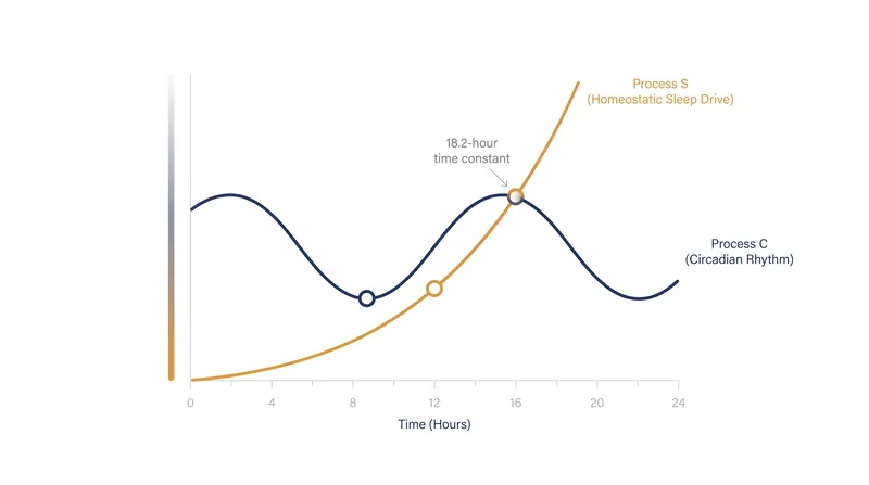 Process S builds exponentially during wakefulness, while Process C oscillates on a 24-hour rhythm.