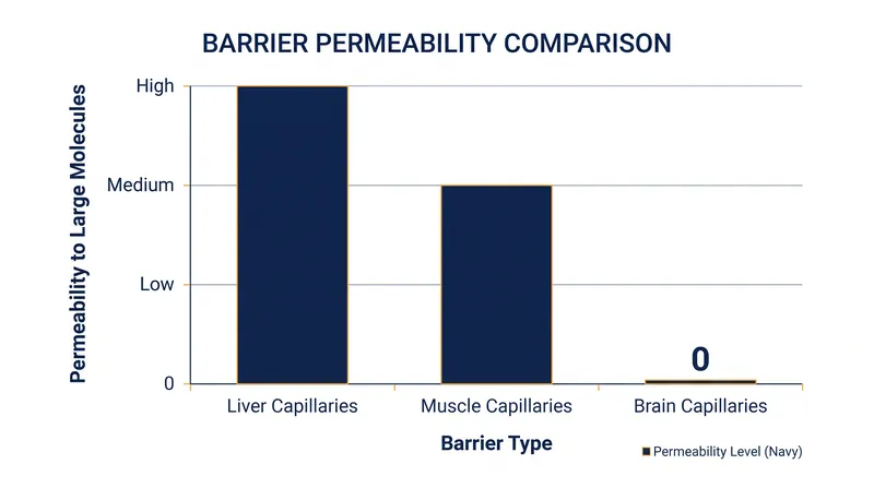 Unlike capillaries in the liver or muscles, the blood-brain barrier completely restricts the passage of large molecules.