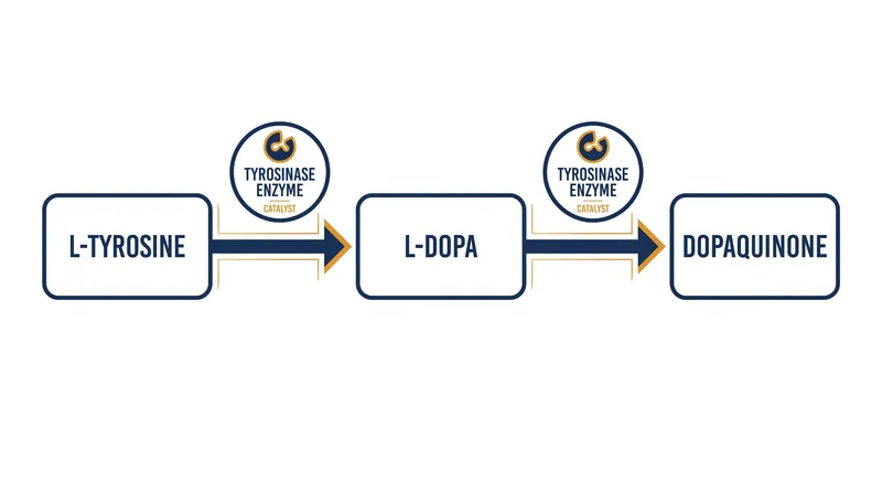 Tyrosinase catalyzes the first two critical steps of melanin synthesis, making it the primary target for hyperpigmentation treatments.