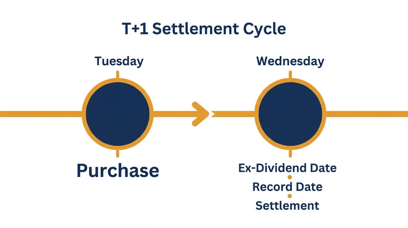 Under the new T+1 settlement rules, the ex-dividend date and the record date occur on the exact same business day.