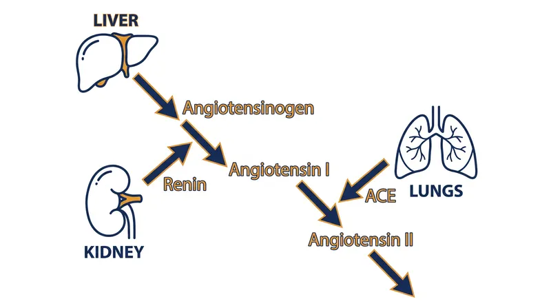 The biological cascade that converts inactive proteins into potent blood pressure-raising hormones.