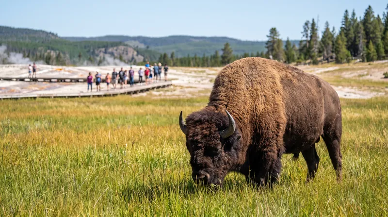 A large brown bison grazing in a green field with tourists standing far away on a wooden boardwalk.