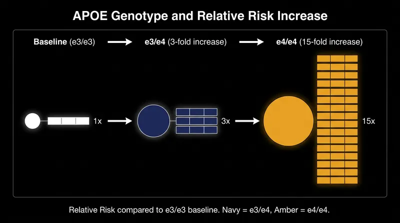 Relative risk multipliers for Alzheimer's disease based on APOE gene dose.