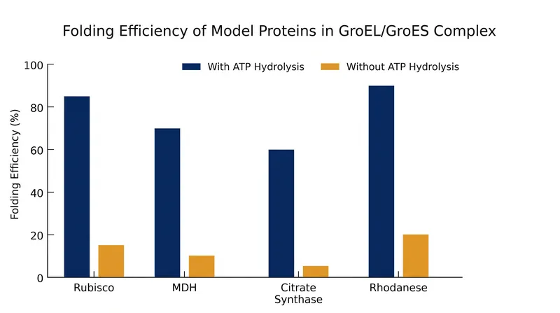 Folding can occur without ATP hydrolysis, though at a slower, less efficient rate.