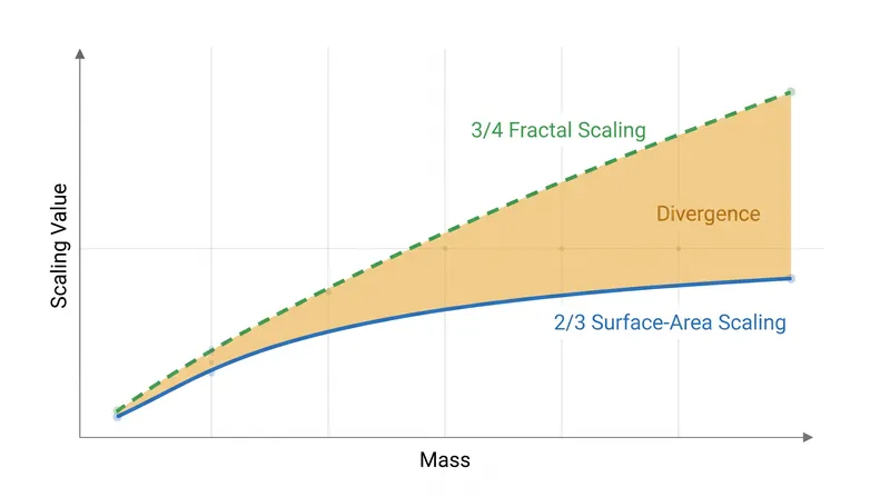The mathematical divergence between surface-area scaling (2/3) and fractal network scaling (3/4) becomes massive at larger body sizes.
