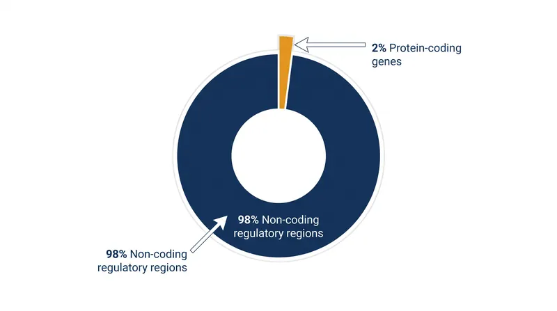 While historical research focused on the 2% of the genome that codes for proteins, the Atlas helps map the 98% that regulates them.
