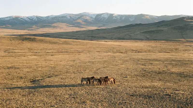 The minimum viable population threshold determines whether a small, isolated herd can survive long-term genetic drift.