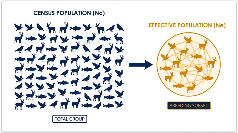 Only a fraction of a wild population successfully breeds and contributes to the effective population size.