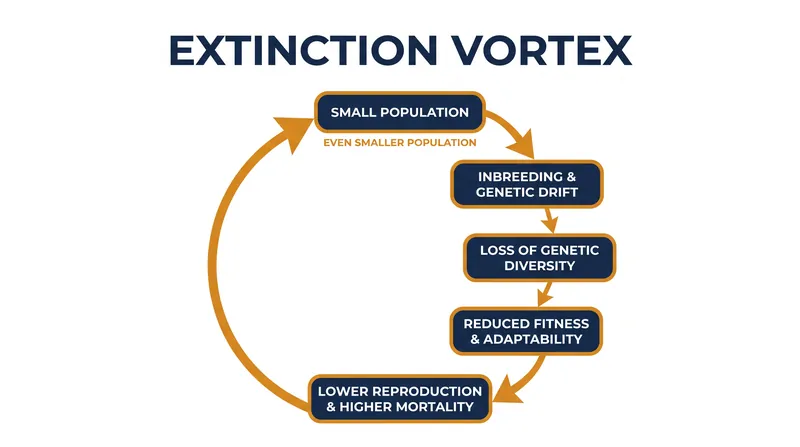 Once a population falls below its genetic threshold, it enters an extinction vortex where inbreeding and genetic drift accelerate population decline.