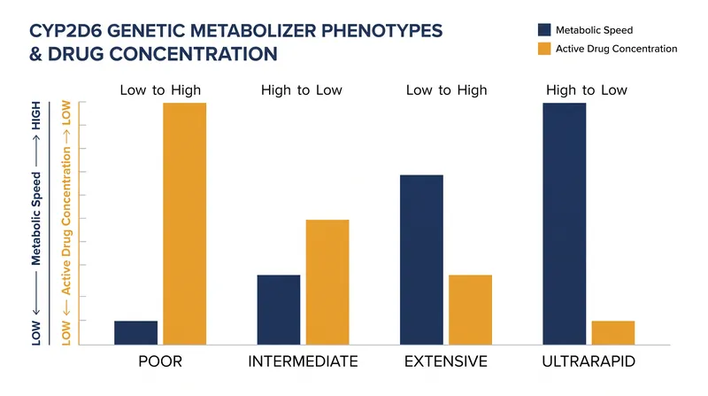 Genetic variations in the CYP2D6 enzyme dictate how quickly a patient's body breaks down specific medications.