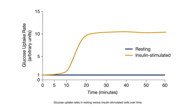 Following successful GLUT4 translocation, cellular glucose uptake capacity increases up to 10-fold compared to baseline resting states.