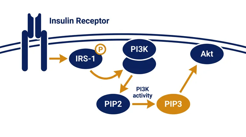 The intracellular relay: The insulin receptor activates IRS-1, which recruits PI3K to convert membrane lipids and activate the Akt kinase.