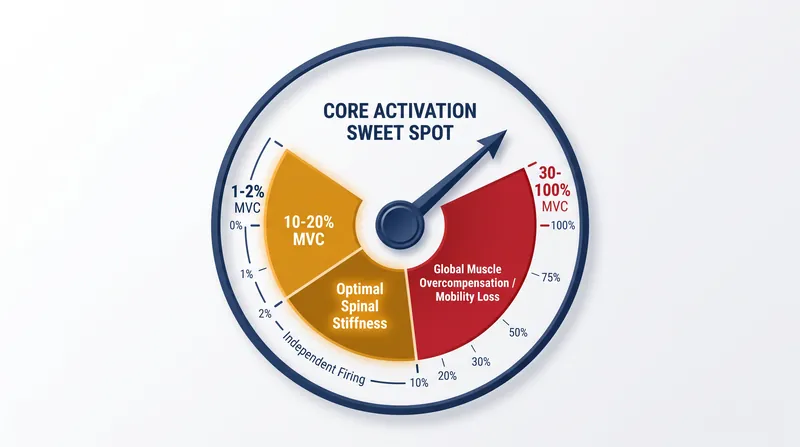 The biomechanical sweet spot for transversus abdominis activation lies between 10 and 20 percent of maximum voluntary contraction.