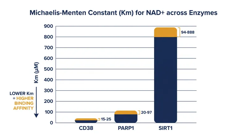Because CD38 and PARP1 have a much lower Km, they bind and consume NAD+ far more aggressively than SIRT1.