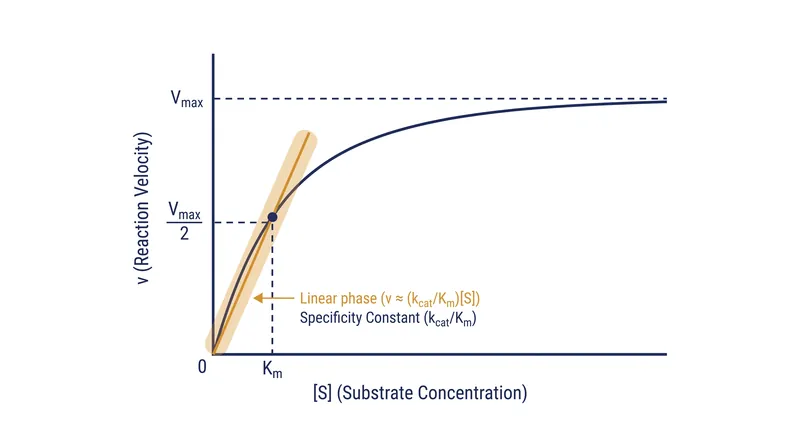 The specificity constant governs the linear, low-concentration phase of the Michaelis-Menten curve.