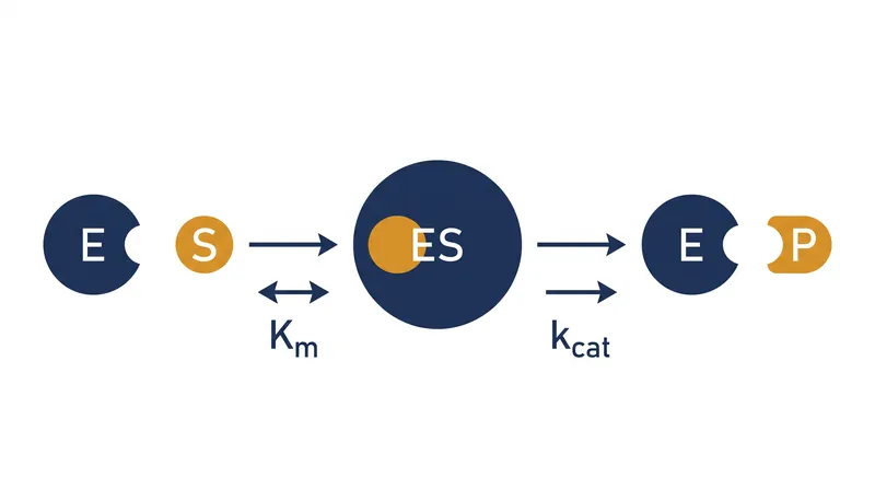 True catalytic efficiency requires a balance of substrate capture and product turnover.