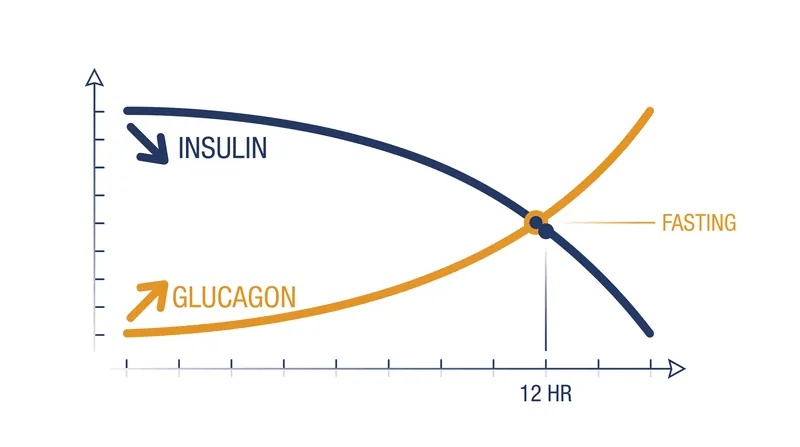 As fasting progresses, the falling insulin-to-glucagon ratio triggers the release of stored body fat.
