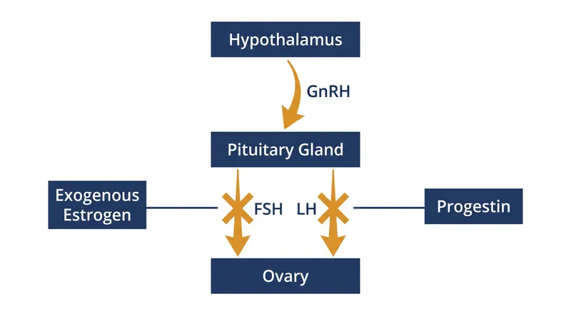 The dual central mechanism: estrogen suppresses FSH to prevent follicle growth, while progestin suppresses LH to prevent ovulation.