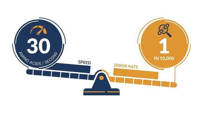 The ribosome balances blistering speed with a strictly bounded error rate to sustain cellular life.