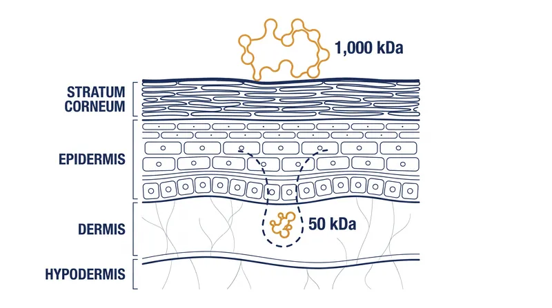 High-molecular-weight HA remains on the surface, while low-molecular-weight HA breaches the stratum corneum.