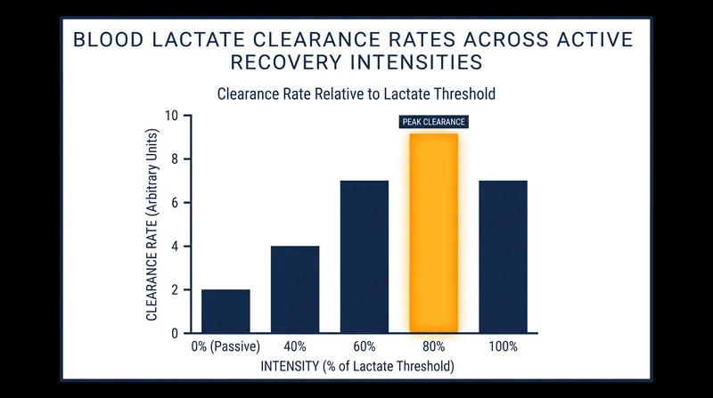 Clearance rates scale with intensity until hitting a physiological ceiling at 80 percent of the lactate threshold.
