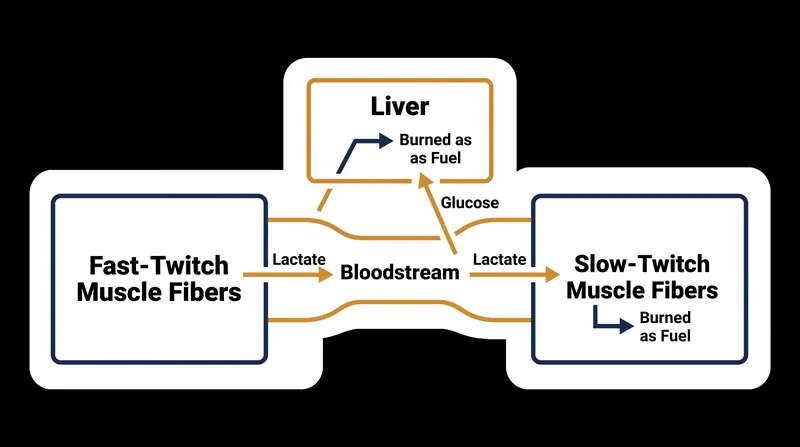 During active recovery, slow-twitch muscle fibers act as a metabolic sink, actively consuming the lactate produced by fast-twitch fibers.