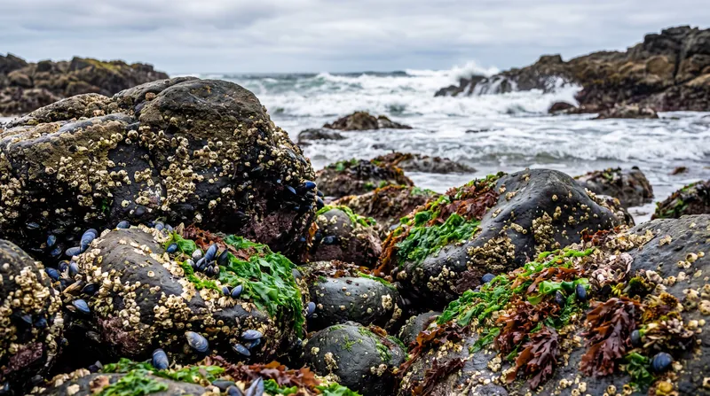 Intertidal boulder fields provided some of the earliest physical evidence for the intermediate disturbance hypothesis.