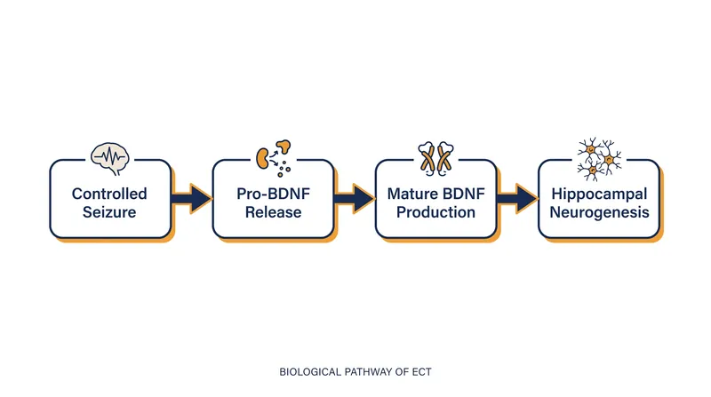 The seizure induced by ECT forces a rapid maturation of Brain-Derived Neurotrophic Factor (BDNF), triggering the birth of new neurons.