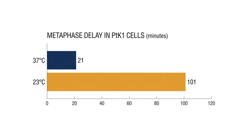 Hypothermic conditions prolong metaphase by activating the Mad2-dependent spindle checkpoint.