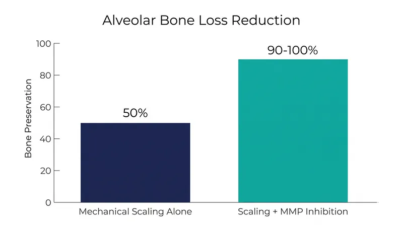 Blocking MMP-8 activity yields a 40 to 50 percent reduction in alveolar bone loss compared to mechanical clearance alone.