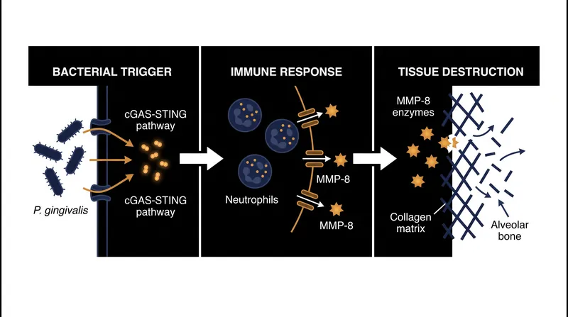 How P. gingivalis tricks the immune system into releasing bone-destroying MMP-8 enzymes.