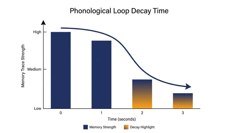 Without active rehearsal, auditory memory traces decay within 1 to 2 seconds.