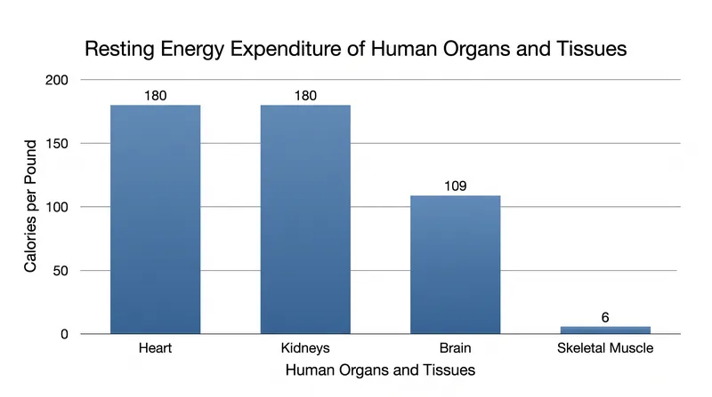 Internal organs consume the vast majority of the body's resting energy budget, while skeletal muscle is relatively inexpensive to maintain.