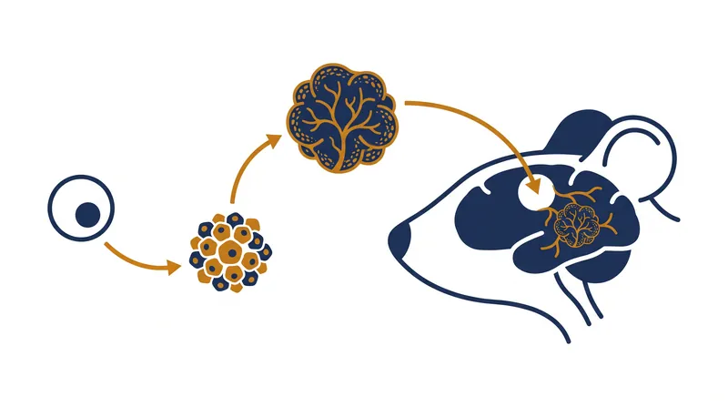 The xenocortical model allows human brain tissue to vascularize and mature within a living host.