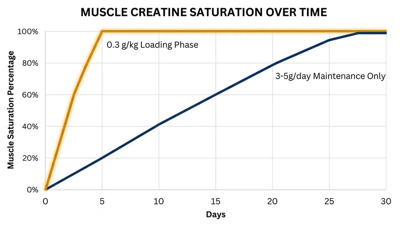 The 0.3 g/kg loading phase achieves in five days what a standard maintenance dose takes 28 days to accomplish.