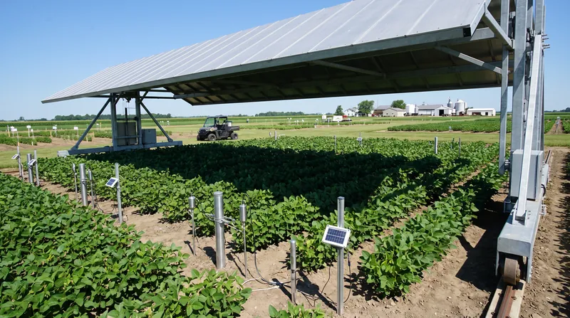 Field trials in Illinois use retractable canopies to control rainfall and test the drought resilience of the modified crops.