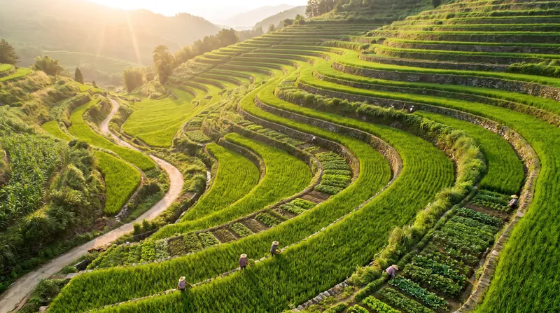 A terraced green agricultural hillside demonstrating soil conservation practices to prevent water erosion.