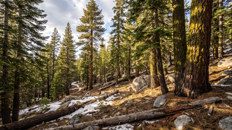 Critical habitat designations require federal agencies to ensure that activities like logging and recreation do not degrade the ecosystem.