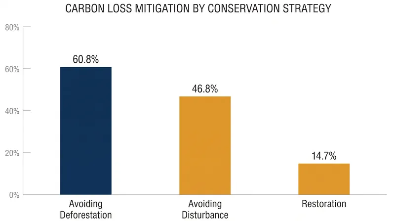 Preventing outright deforestation proved to be the most efficient strategy for retaining carbon stocks.