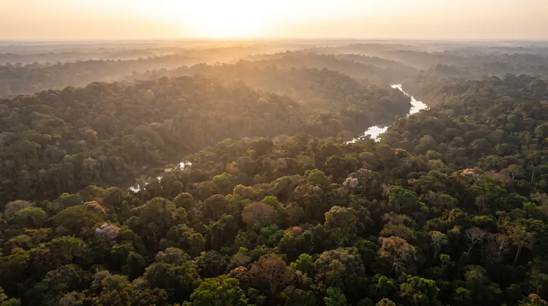 Aerial view of a dense, green Amazon rainforest canopy illuminated by sunlight in Brazil.