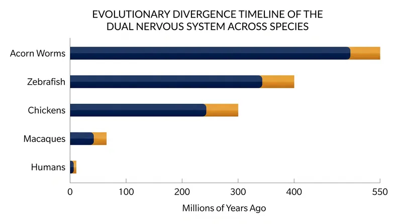The dual-origin brain structure is an evolutionary blueprint shared across multiple species dating back 550 million years.
