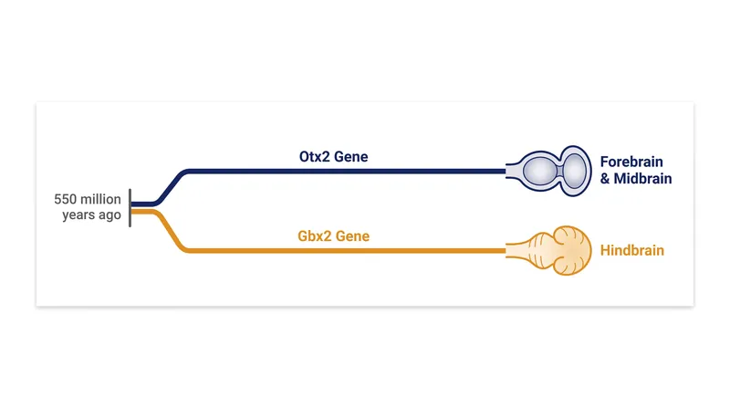 The forebrain and hindbrain originate from mutually exclusive progenitor cells marked by different genes.