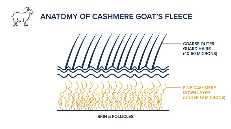 The cashmere goat produces two distinct coats, and only the fine undercoat qualifies for the luxury label.