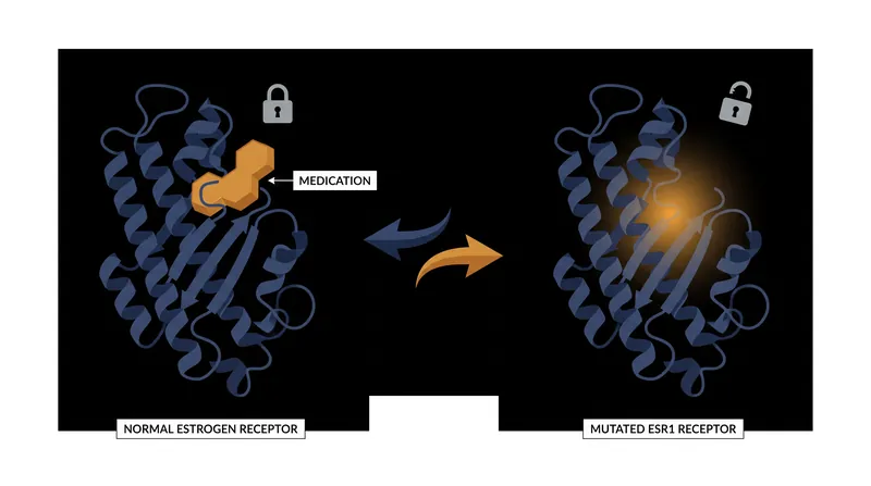 The ESR1 mutation alters the shape of the estrogen receptor, allowing the cancer cell to continue growing even when estrogen is blocked.