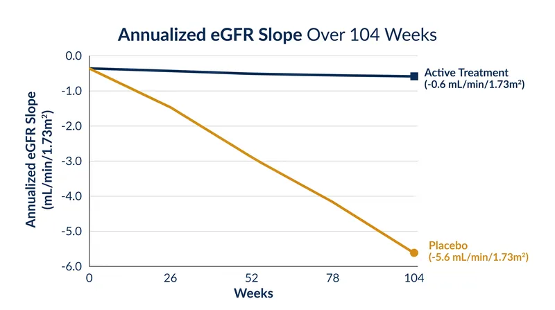Two-year data shows the active treatment stabilized kidney function compared to the placebo group's steady decline.