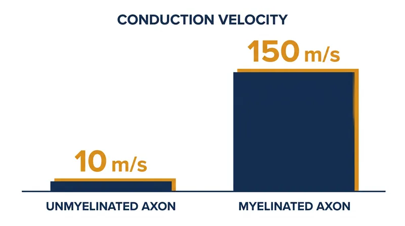 Myelination increases the conduction velocity of an action potential by up to 100-fold.