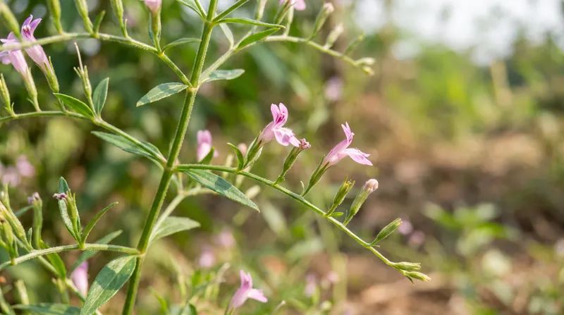 Andrographis paniculata, native to India and Sri Lanka, has long been used in traditional medicine for immune support.