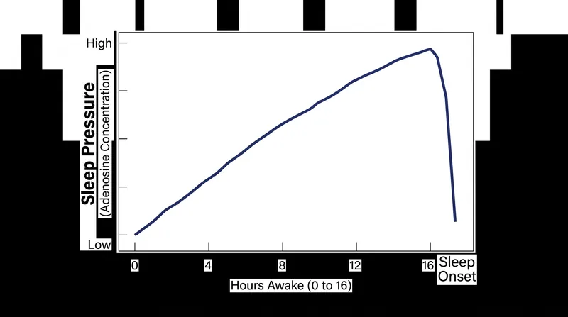 Adenosine steadily accumulates during waking hours, building the 'sleep pressure' required to trigger the transition.